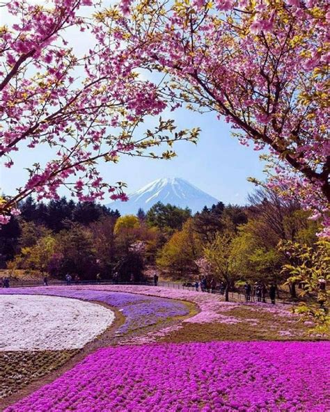 10H ĐÊM - Hoa đẹp | Beautiful nature, Spring in japan, Scenery photos