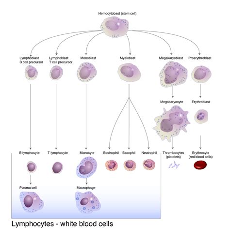 Blood cell lineages | Hematology and oncology | Pathology | Achievable ...