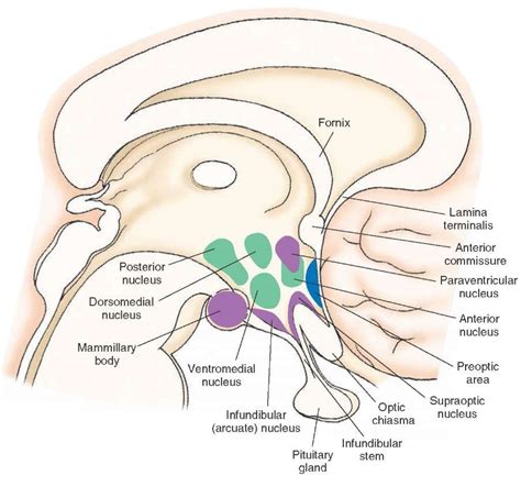 Pin von Maayan Visuals auf NEUROFISIOLOGIA | Neurologie, Anatomie des ...