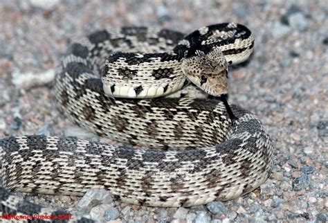 Bullsnake (Gopher Snake) - Millard County, Utah | Flickr - Photo Sharing!