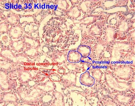 Urinary