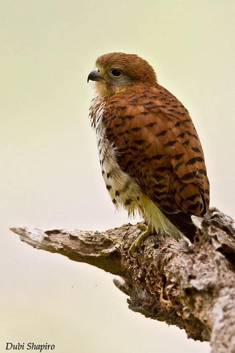 Mauritius Kestrel | Animals and Birds | Pinterest