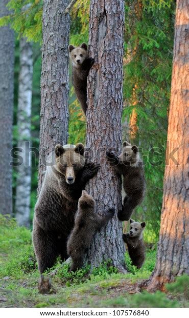 Brown Bear Cubs Forest Bear Family Stock Photo (Edit Now) 107576840