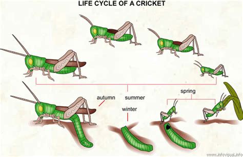 Cricket Larvae