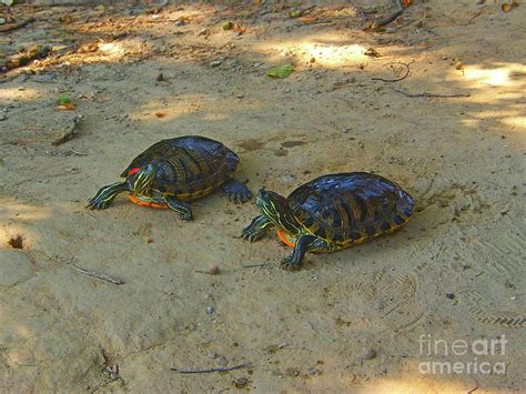 Turtles Walking Photograph by Jasna Dragun