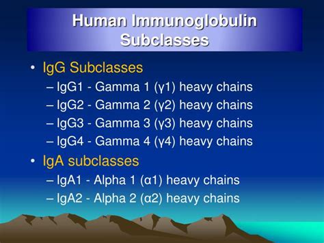 PPT - Immunoglobulin Structure and Function PowerPoint Presentation ...