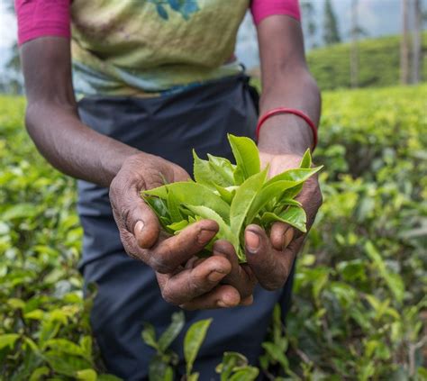 Harvesting Tea Plants - Tips On How To Harvest Camellia Sinensis ...