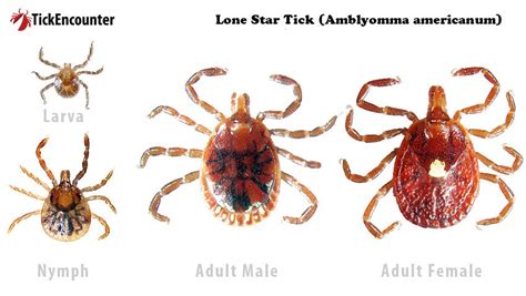 Lone Star Tick – TickEncounter