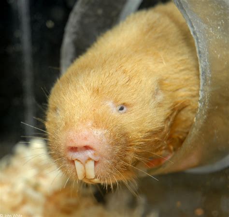 Fukomys damarensis (Damaraland mole rat) (Cryptomys damarensis)