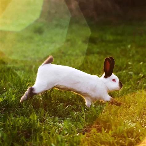 Why Do Rabbits Binky? Bunny Jumps And Twists - With Binky Videos