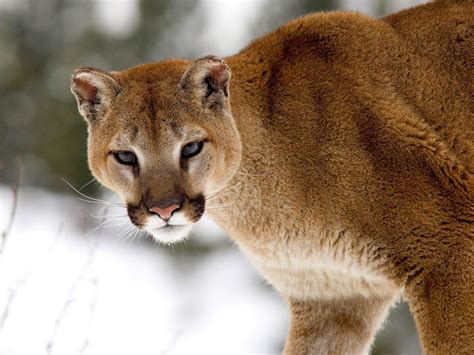 images of pumas | Galería de fotos de pumas. Fotos de pumas | Big ...