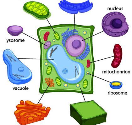 Top 185+ Animal cell and its parts and functions - Merkantilaklubben.org