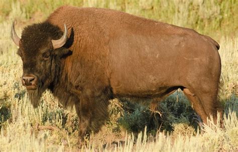 What Is a Beefalo? (with pictures)