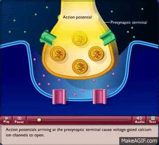 Synapse Animation