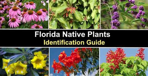 38 Florida Native Plants - Identification Guide (With Pictures)