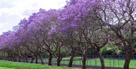 Jacaranda Tree Care | How To Care For It With No Mistakes ...