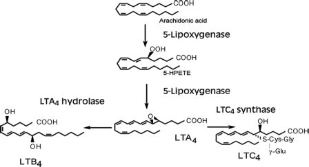 Enzymes and metabolites in leukotriene biosynthesis. 5-HPETE ...