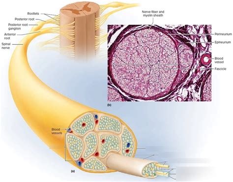 Ch.12, Nerve Anatomy Diagram | Quizlet