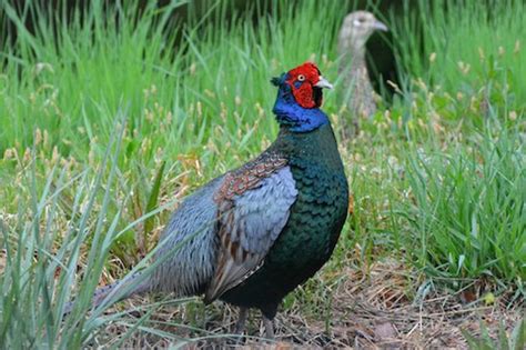 Green Pheasant – birdfinding.info