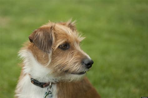 Mixed Breed Dog Adoption: Reasons To Love A Mutt | HuffPost