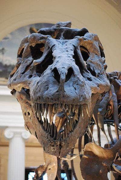 Everything you wanted to know about T Rex but were afraid to ask