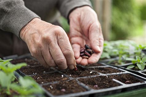 Starting a Vegetable Garden From Seeds or Seedlings