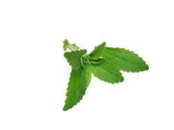 Fresh Herbs Stevia Leaf Extract at Best Price in New Delhi | Vital Herbs