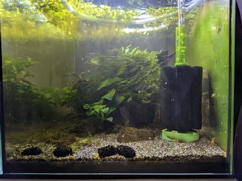 Shrimp Tank Filters: The Beginner’s Guide | Shrimp Science