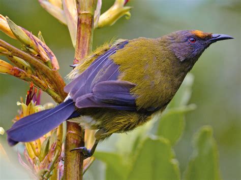 New Zealand Bellbird - eBird