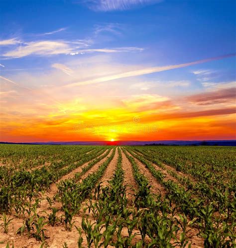 Corn field at sunset stock image. Image of corn, harvest - 83928557