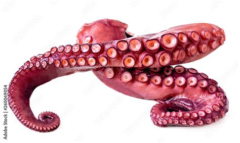 Isolated Octopus. Tentacles of octopus isolated on white background ...