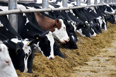 Weld County - Largest Dairy Producing County in Colorado | Dairy cows ...