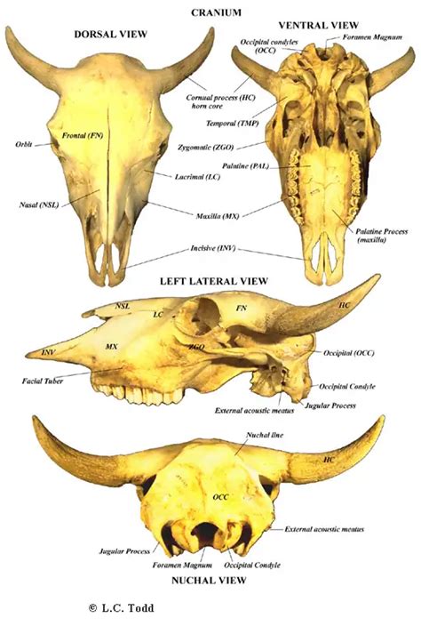 Bison Anatomy