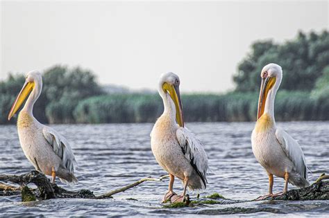 Pelikány - Forbes