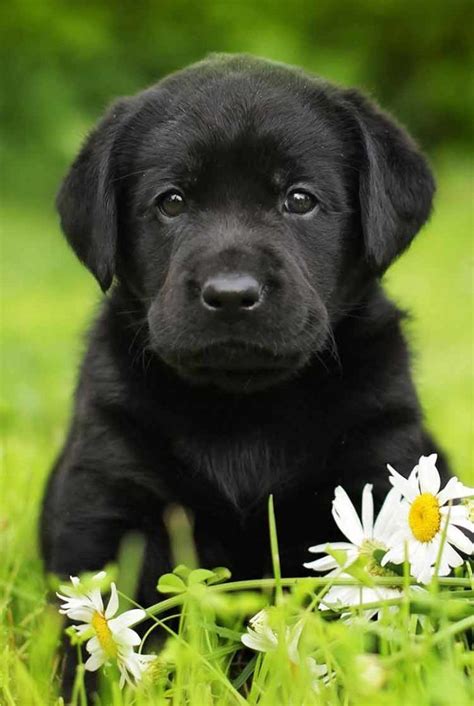 baby black labrador retriever - Randa Limon