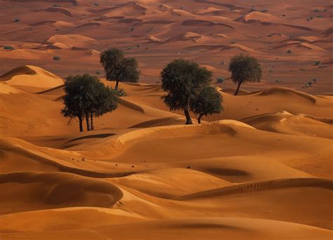 Ghaf trees enduring the desert heat just outside of Dubai (UAE ...