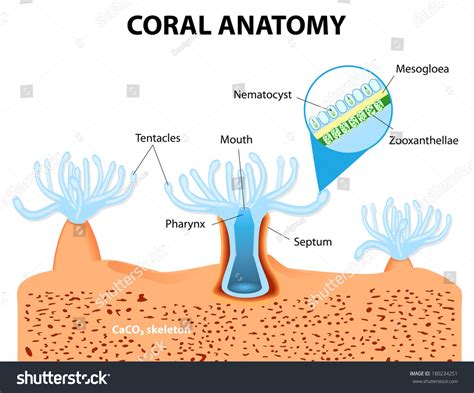 818 Coral anatomy 이미지, 스톡 사진 및 벡터 | Shutterstock