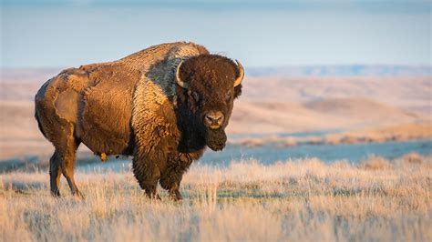 Bison gores California woman at Yellowstone National Park, officials ...