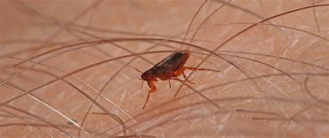 Flea & Tick Control in Noblesville, Carmel & Westfield, IN | Spider ...