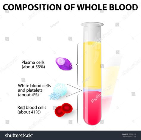 Blood Cells. Plasma And Formed Elements In Test Tube. Red Blood Cell ...