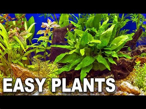 My Top 10 Easy Beginner Aquarium Plants – HousePetsCare.com