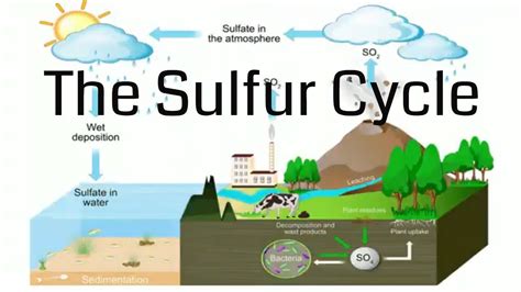 Sulfur Cycle - YouTube