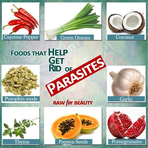 Herbal Remedies For Parasites In Humans