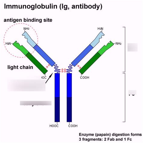 Antigen-Antibody Reactions Diagram | Quizlet