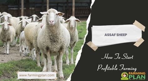 Assaf Sheep: How To Start Profitable Farming - Farming Plan