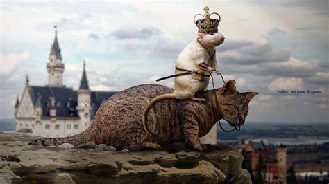 Download Unlikely Friends: Amusing snapshot of a Mouse Riding on a Cat ...