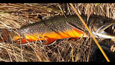 Big Blue Creek in Colorado Brook trout fishing video - YouTube