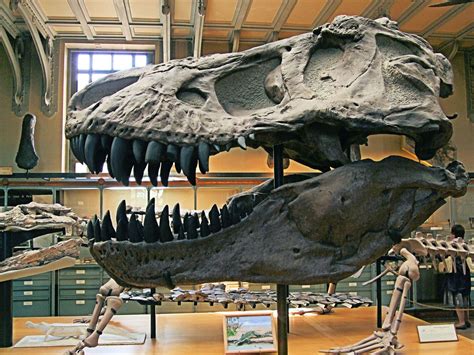 Tyrannosaur | Size, Species, & Facts | Britannica