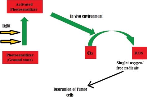 Mechanism of photodynamic therapy in cancer treatment. | Download ...