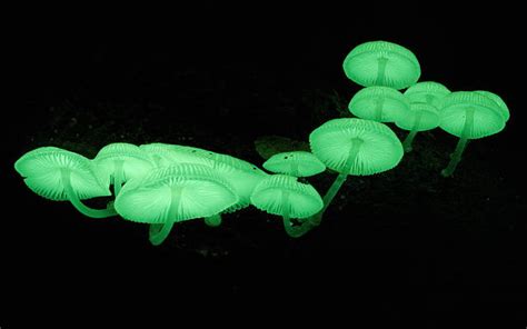 This bark glows in the dark! Bioluminescence in mushrooms :Cornell ...